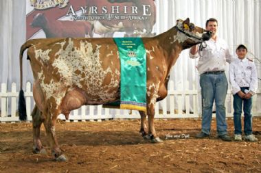 Grace Valley Burdette's Wilma 5th - Senior Champion Cow