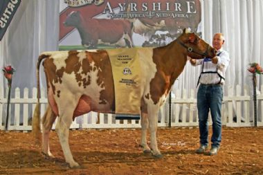 Grace Valley Reality's Hellbent - Young Cow <br>Grand Champion Cow
