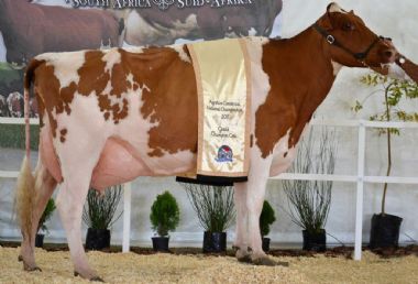 Grand Champion - <b>Grace Valley Reality's Hellbent</b><br>
Owner: Kevin Lang